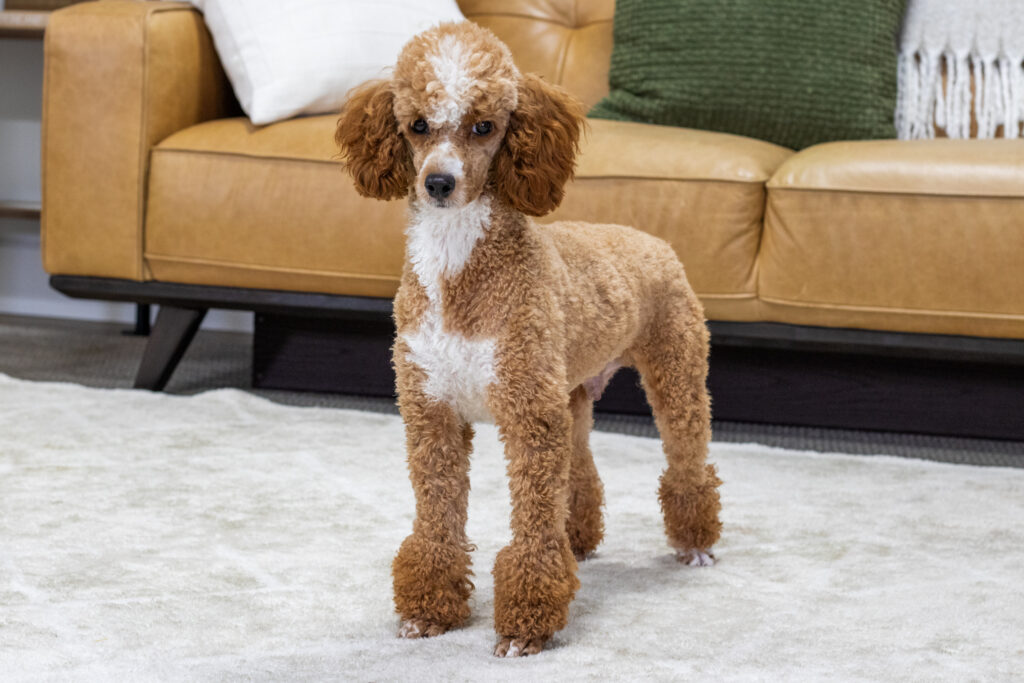 Adult Poodle Mom