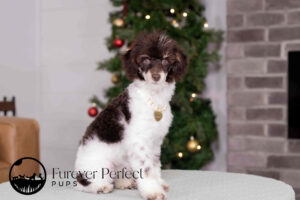 Betty Female Poodle
