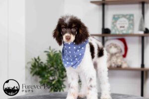 Boomer Male Poodle