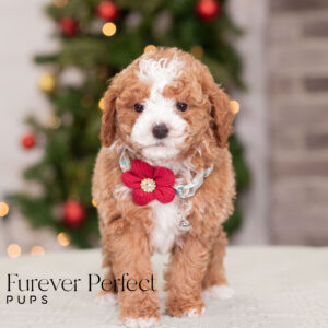 Calli - Female - Poodle