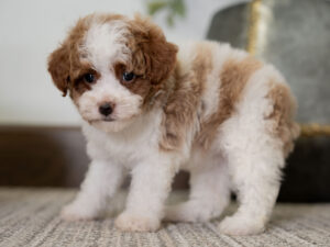Callie Female Poodle