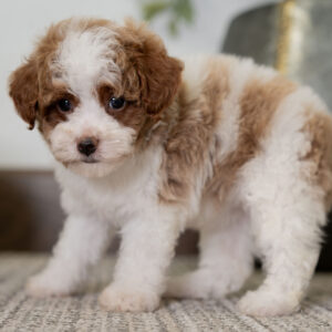 Callie - Female - Poodle