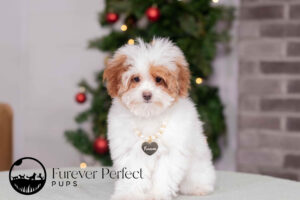 Camilla Female Poodle