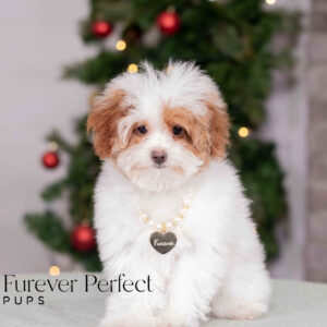 Camilla - Female - Poodle