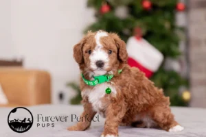 Captain Male Poodle