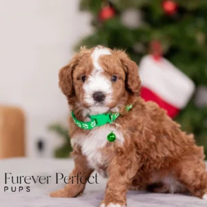 Captain - Male - Poodle