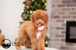 Carmen Female Poodle