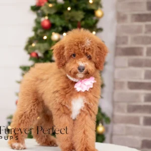 Carmen - Female - Poodle