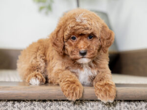 Catalina Female Poodle