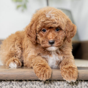Catalina - Female - Poodle
