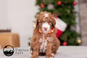 Champ Male Poodle
