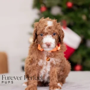 Champ - Male - Poodle