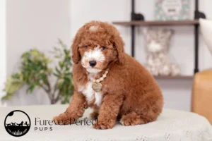 Chase Male Poodle