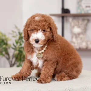 Chase - Male - Poodle