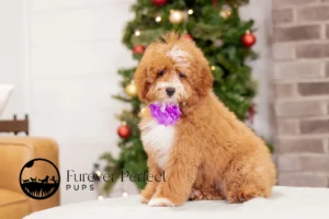 Clara Female Poodle