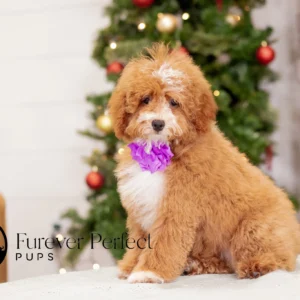 Clara - Female - Poodle