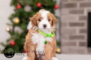 Cooper Male Poodle