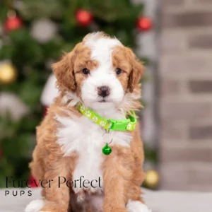Cooper - Male - Poodle