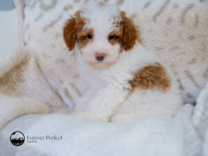 Nala Female Poodle