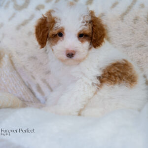 Nala - Female - Poodle
