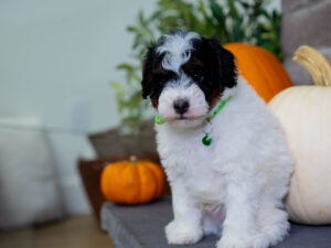 Nash Male Poodle