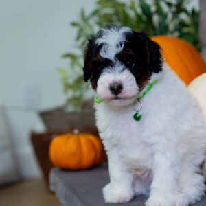 Nash - Male - Poodle