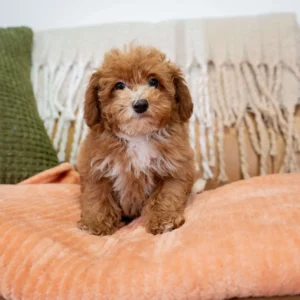 Future Poodle Puppy