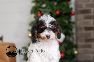 Nova Female Poodle