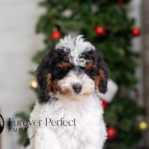 Nova - Female - Poodle