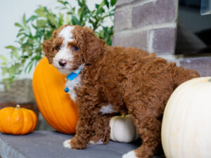 Prince Male Poodle