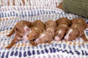 Scarlett’s Litter Litter Poodle