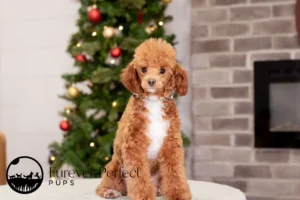 Tito Male Poodle