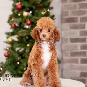 Tito - Poodle