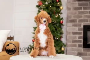 Wanda Female Poodle