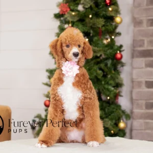 Wanda - Female - Poodle