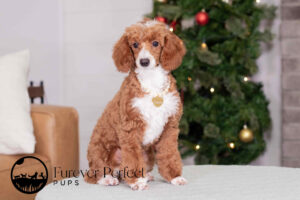 Waverly Female Poodle
