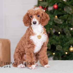 Waverly - Female - Poodle