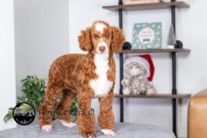 Waylon Male Poodle