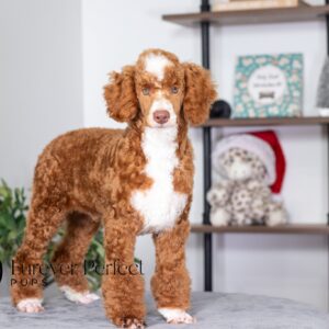 Waylon - Male - Poodle