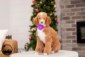 Wendy Female Poodle