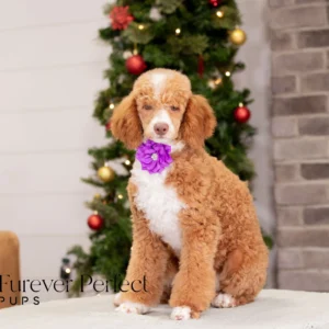 Wendy - Female - Poodle