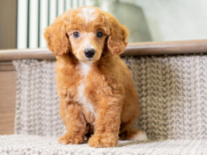 Wesley Male Poodle