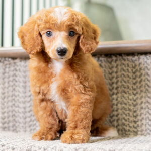 Wesley - Male - Poodle