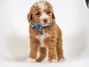Willie Male Poodle