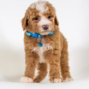 Willie - Male - Poodle