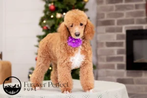 Willow Female Poodle