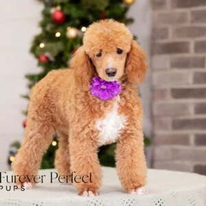 Willow - Female - Poodle