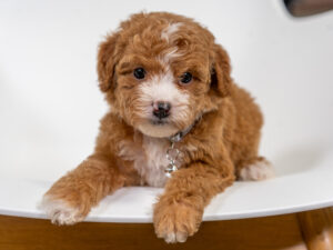 Winnie Female Poodle