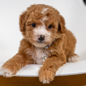 Winnie - Female - Poodle
