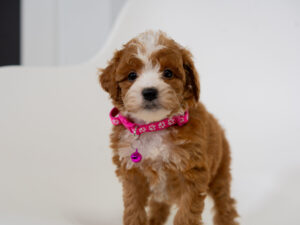 Wren Female Poodle